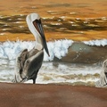 Three Pelicans.jpg